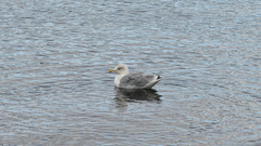 Larus argentatus