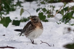 Turdus pilaris