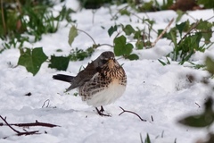 Turdus pilaris