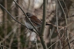 Turdus pilaris