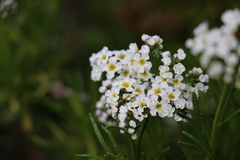 Heliotropium stenophyllum