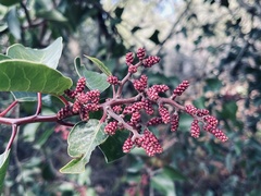 Rhus ovata