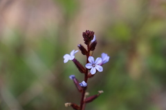 Plumbago caerulea