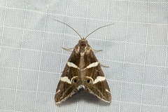 Grammodes pulcherrima