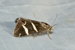 Grammodes pulcherrima