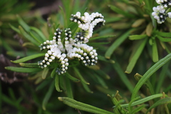 Heliotropium stenophyllum