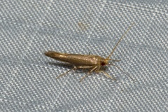 Glaphyristis marmarea