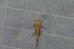 Glaphyristis marmarea