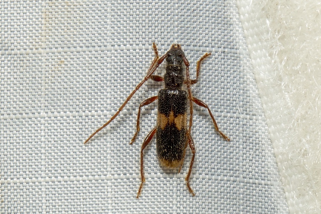 Atesta dixoni