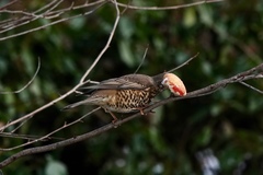 Turdus viscivorus
