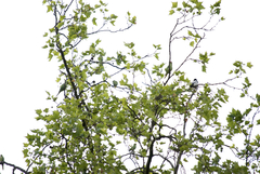 Psittacula krameri