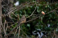 Turdus viscivorus