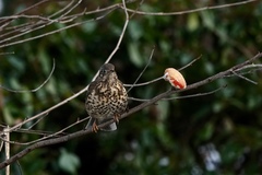 Turdus viscivorus