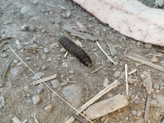 Astylus trifasciatus