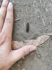 Astylus trifasciatus