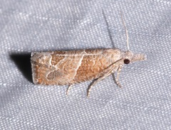 Pelochrista dilatana