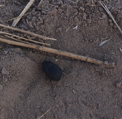 Eusattus reticulatus