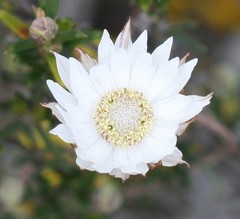 Xerochrysum wilsonii
