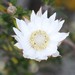 Xerochrysum wilsonii - Photo (c) Loxley Fedec, some rights reserved (CC BY-NC), uploaded by Loxley Fedec