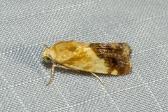 Acontia detrita