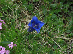 Gentiana clusii