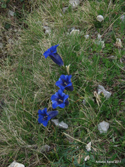Gentiana clusii