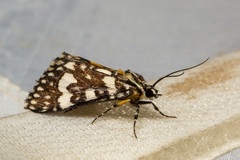 Ipanica cornigera