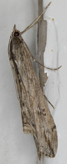 Evergestis angustalis