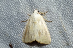 Xanthodes amata