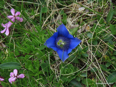 Gentiana clusii