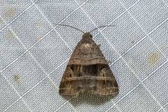 Ozarba punctigera