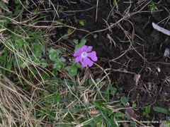 Primula minima