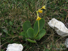 Primula auricula