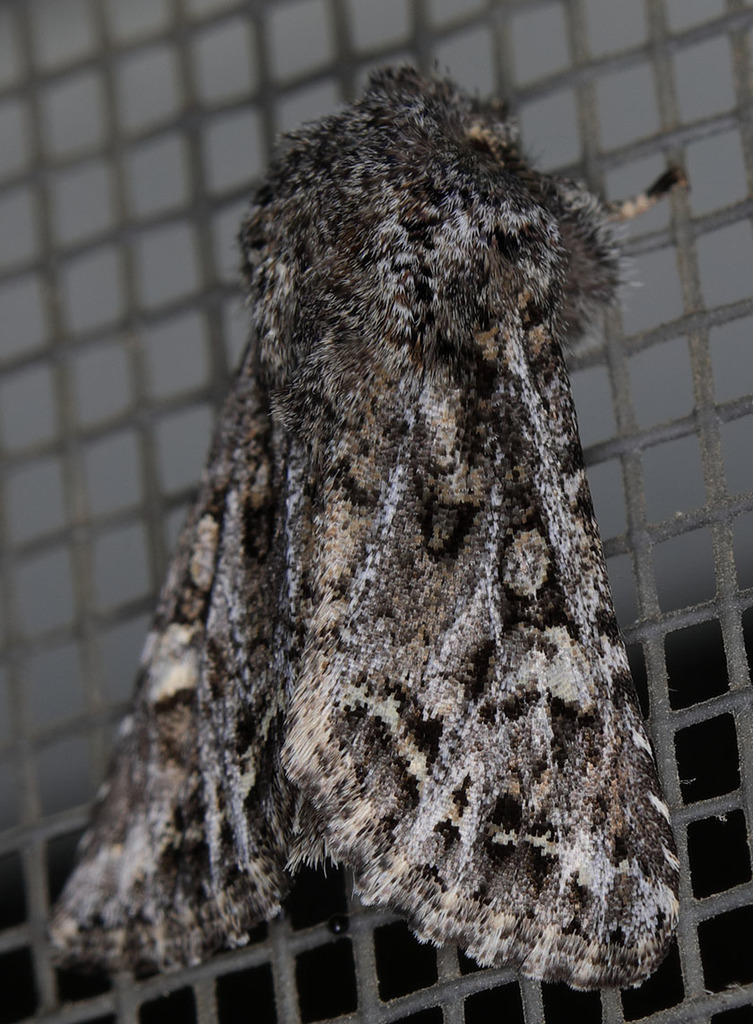Miodera stigmata