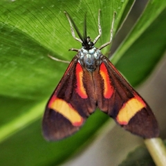 Cyanopepla submacula