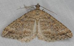Perizoma custodiata