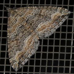 Perizoma custodiata
