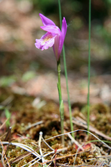 Arethusa bulbosa