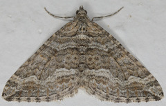 Perizoma custodiata