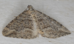 Perizoma custodiata