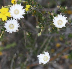 Xerochrysum wilsonii