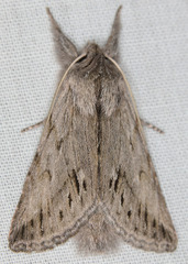 Pleromelloida cinerea