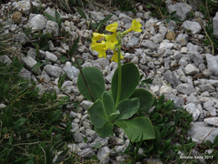 Primula auricula