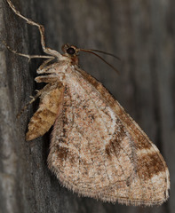 Stamnodes albiapicata