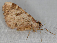 Stamnodes albiapicata