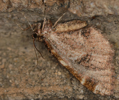 Stamnodes albiapicata