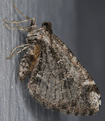 Stamnodes albiapicata