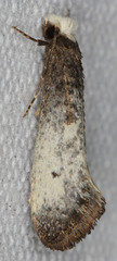 Tinea occidentella