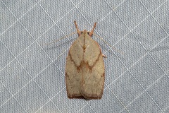 Euchaetis rhodochila