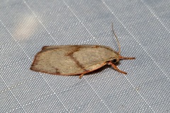 Euchaetis rhodochila